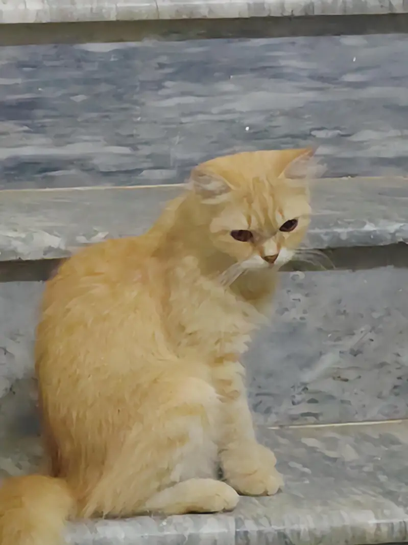 2 Persian cats for sale — photo 3