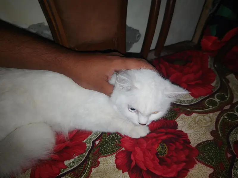 2 Persian cats for sale — photo 4