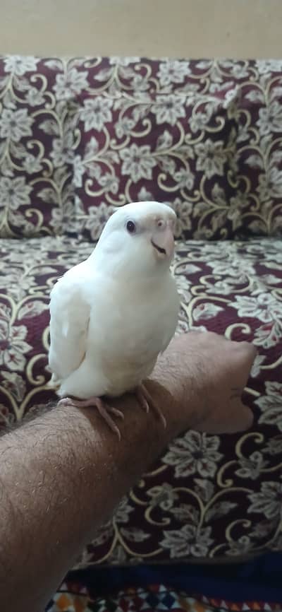 albino red cockatiel