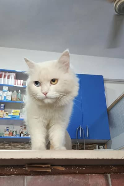 off-white Persian male with yellow and blue eye