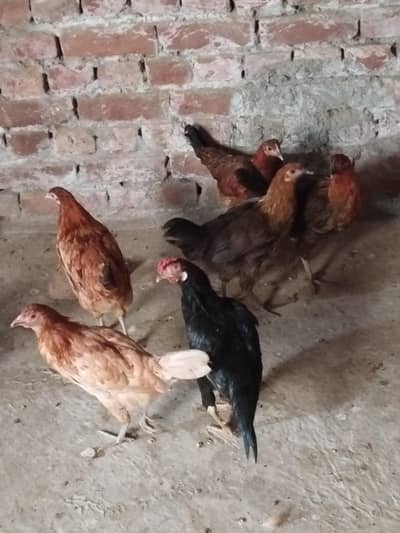Ghar ki desi khoraak py pali desi murgian or murga b sth