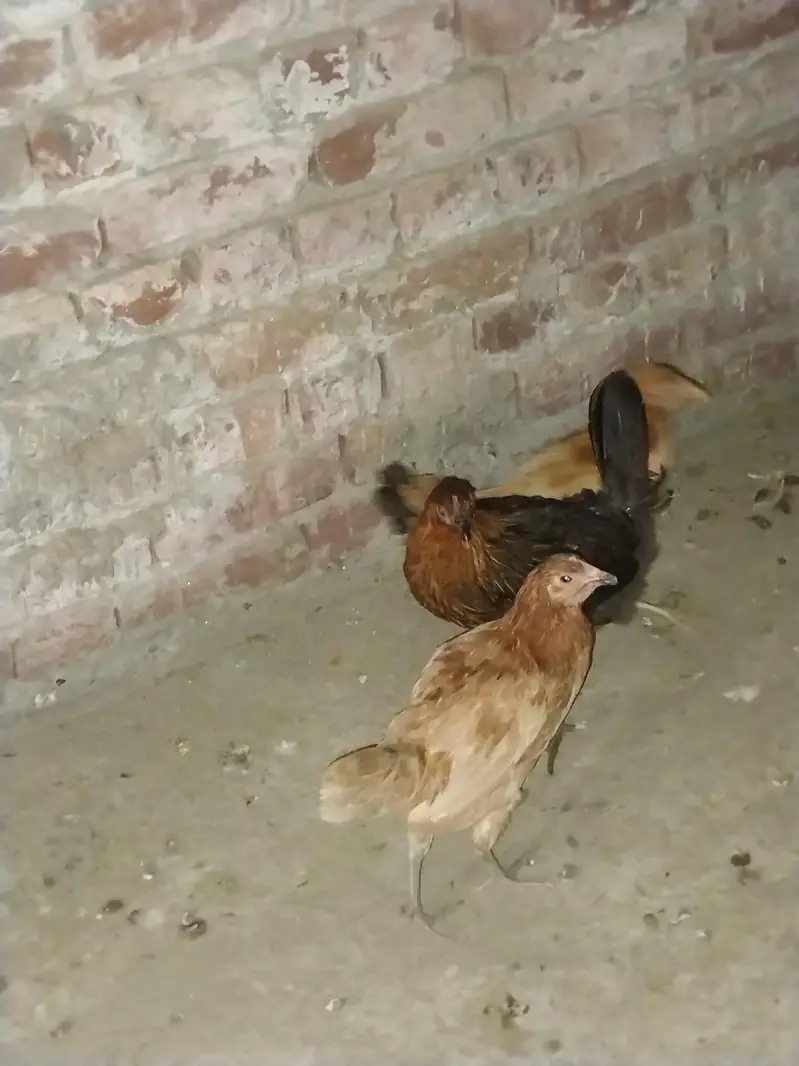 Ghar ki desi khoraak py pali desi murgian or murga b sth — photo 2