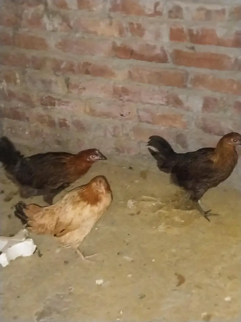 Ghar ki desi khoraak py pali desi murgian or murga b sth — photo 3