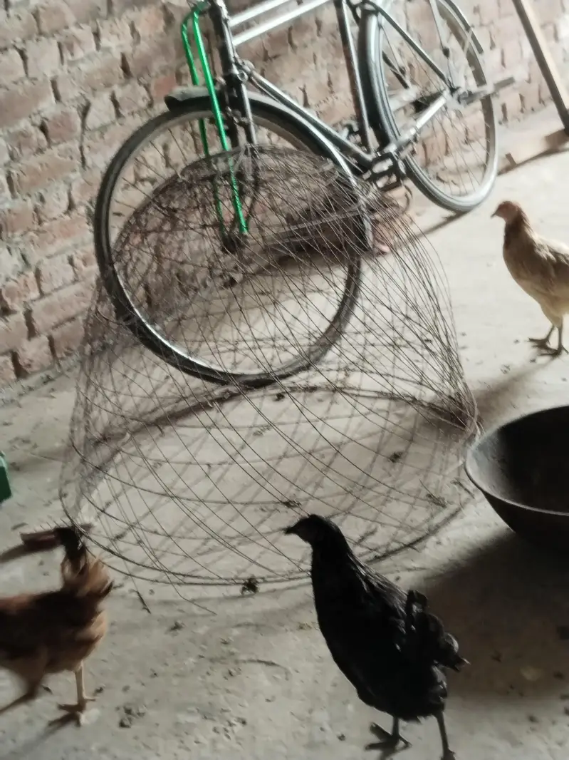 Ghar ki desi khoraak py pali desi murgian or murga b sth — photo 4