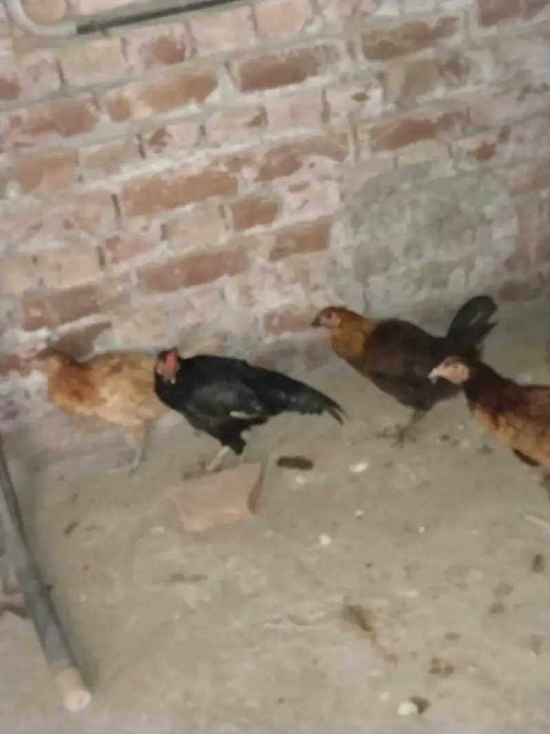 Ghar ki desi khoraak py pali desi murgian or murga b sth — photo 5