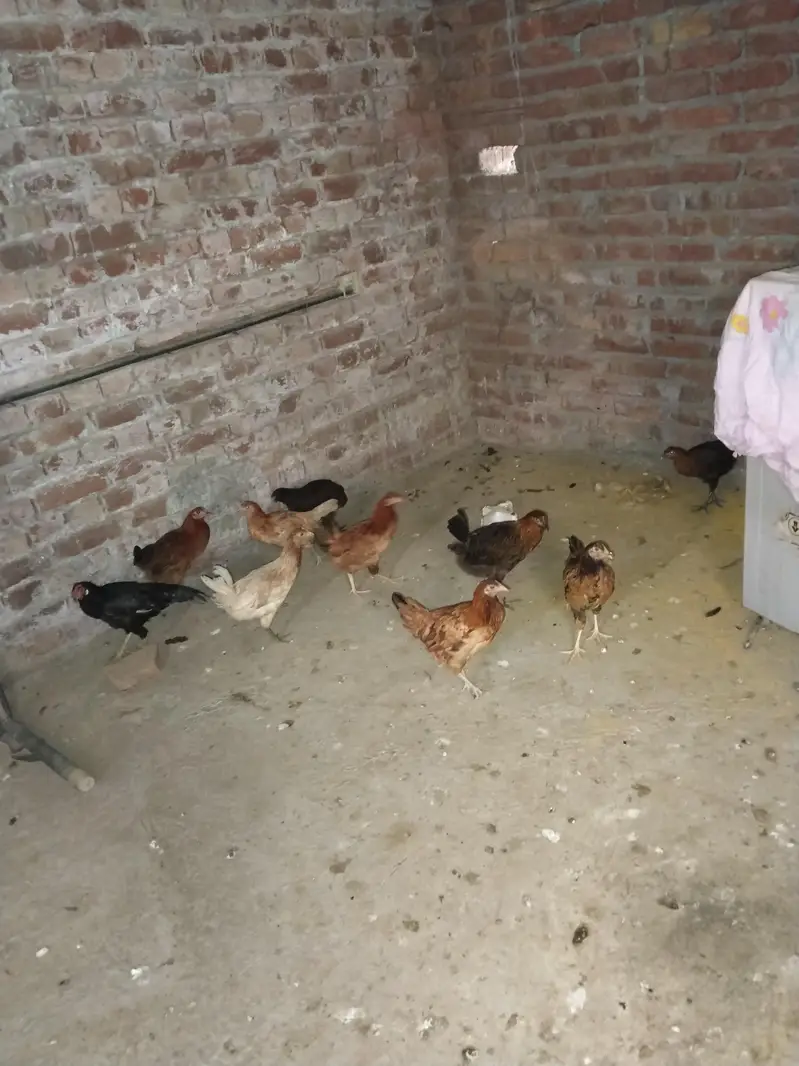 Ghar ki desi khoraak py pali desi murgian or murga b sth — photo 6