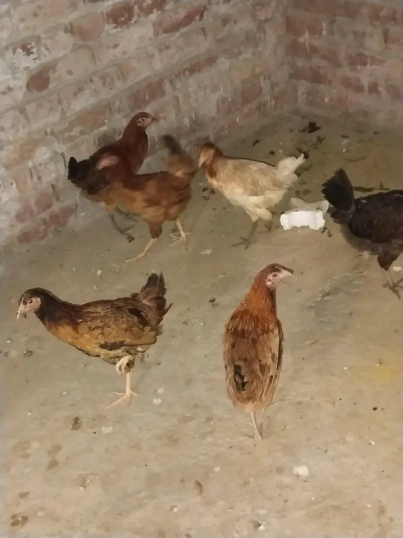 Ghar ki desi khoraak py pali desi murgian or murga b sth — photo 7