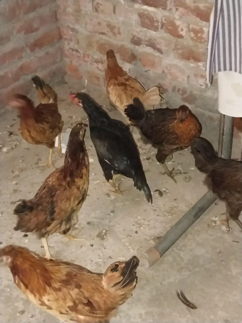 Ghar ki desi khoraak py pali desi murgian or murga b sth — photo 8