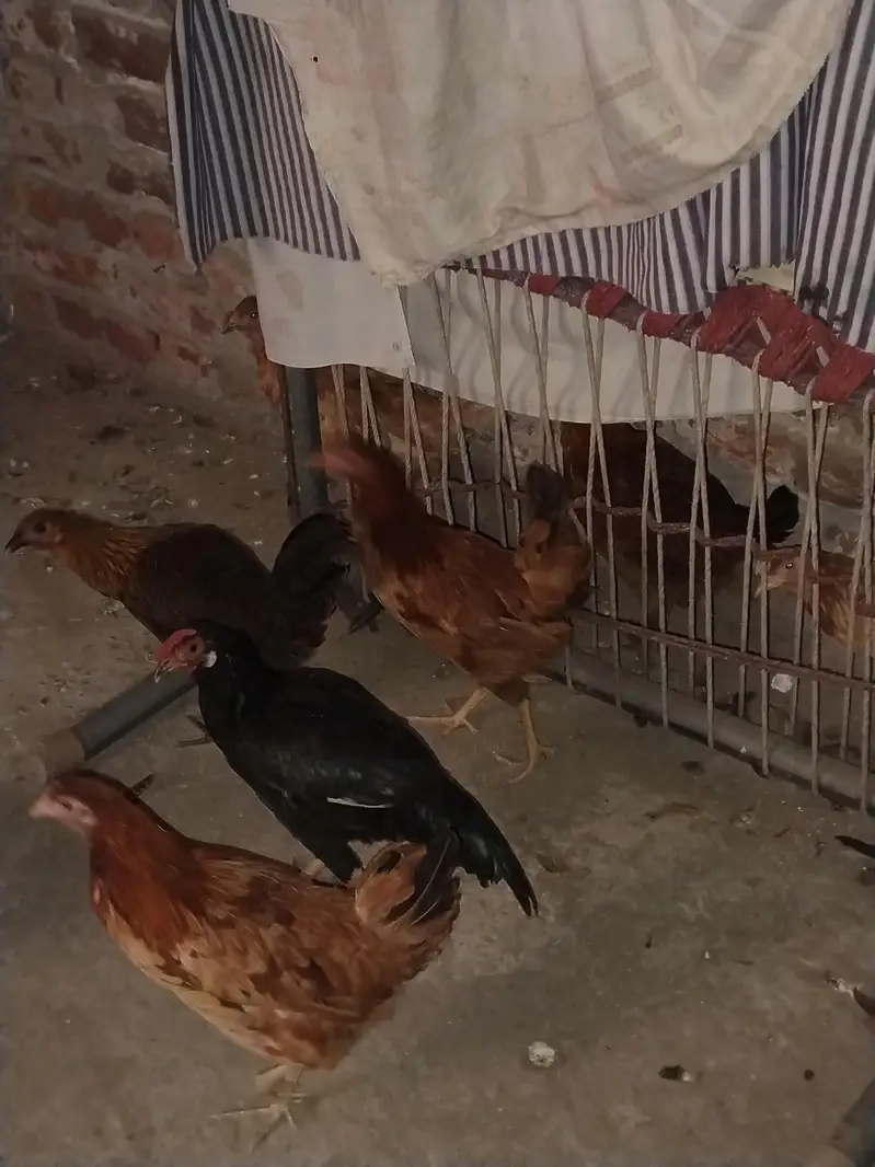 Ghar ki desi khoraak py pali desi murgian or murga b sth — photo 9