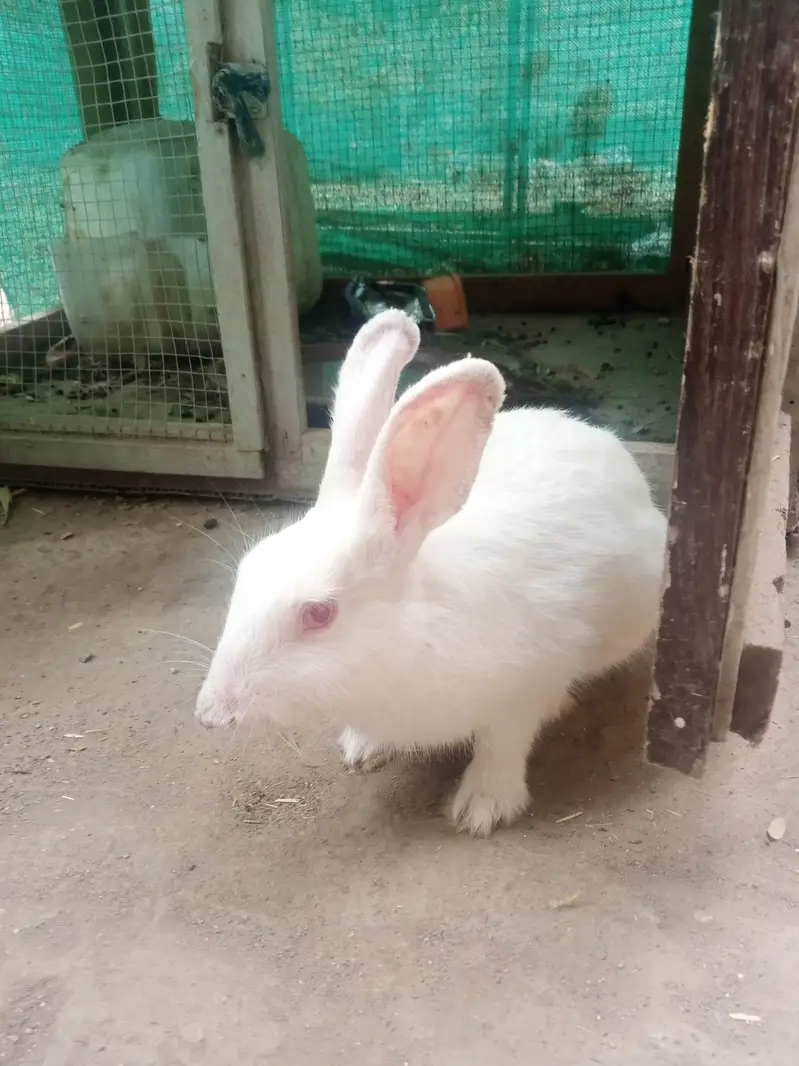 rabbit and cage frame for sell urgent