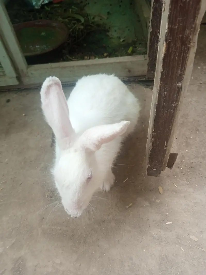 rabbit and cage frame for sell urgent — photo 2