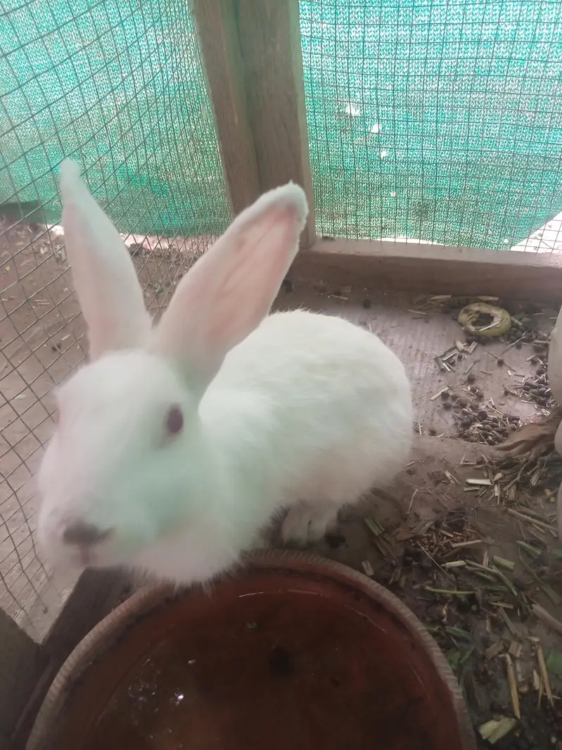 rabbit and cage frame for sell urgent — photo 3