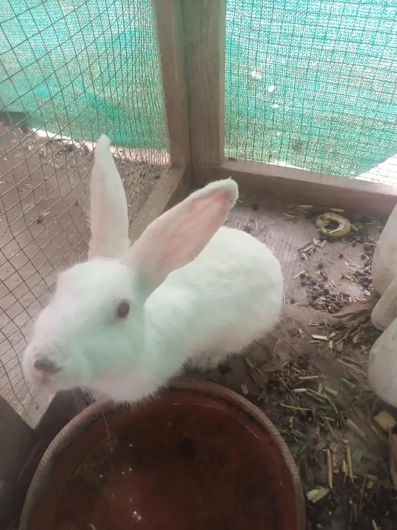 rabbit and cage frame for sell urgent — photo 4