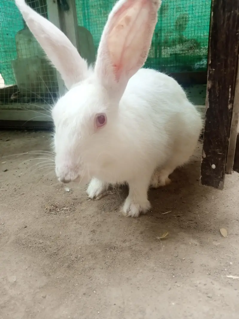 rabbit and cage frame for sell urgent — photo 5