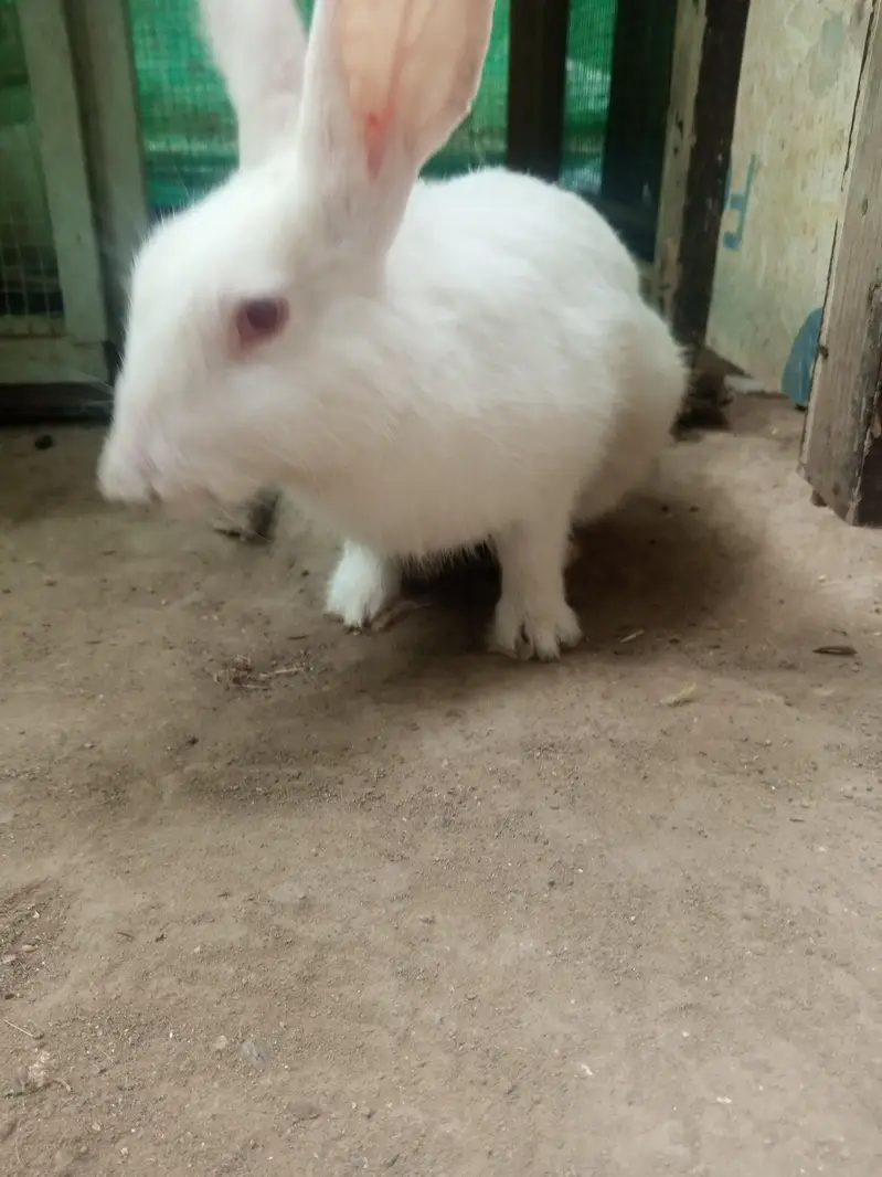 rabbit and cage frame for sell urgent — photo 6
