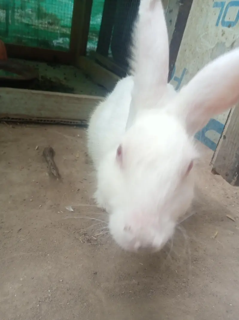rabbit and cage frame for sell urgent — photo 7