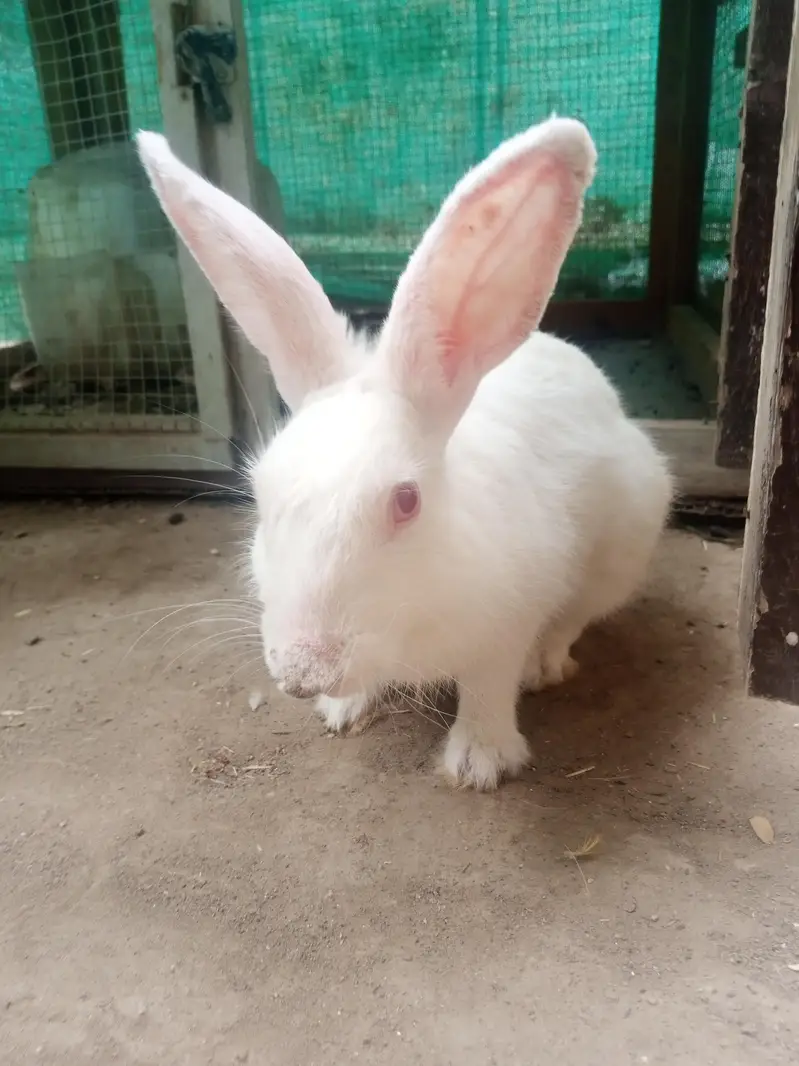 rabbit and cage frame for sell urgent — photo 8