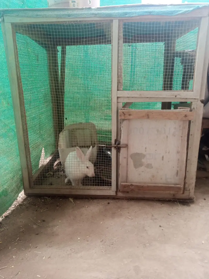 rabbit and cage frame for sell urgent — photo 9