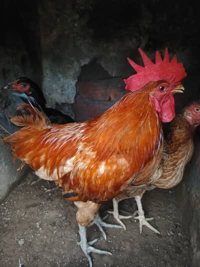 Pure hand Breeding cock