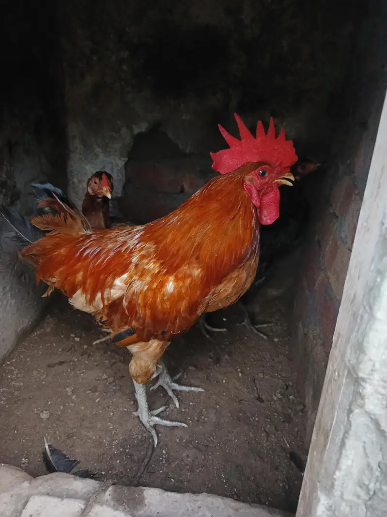 Pure hand Breeding cock — photo 2
