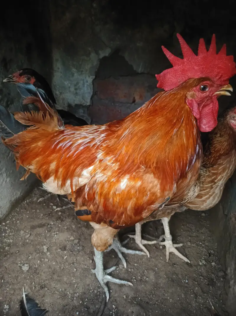 Pure hand Breeding cock — photo 3