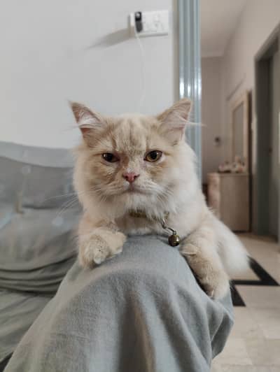 6 Month Female Doll Face Persian Kitten – Cream & Fluffy
