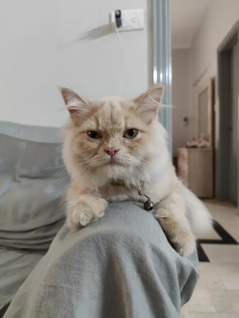 Female Doll Face Persian Kitten – Cream & Fluffy