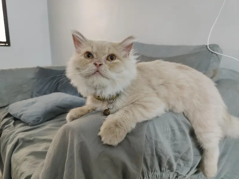 Female Doll Face Persian Kitten – Cream & Fluffy — photo 2