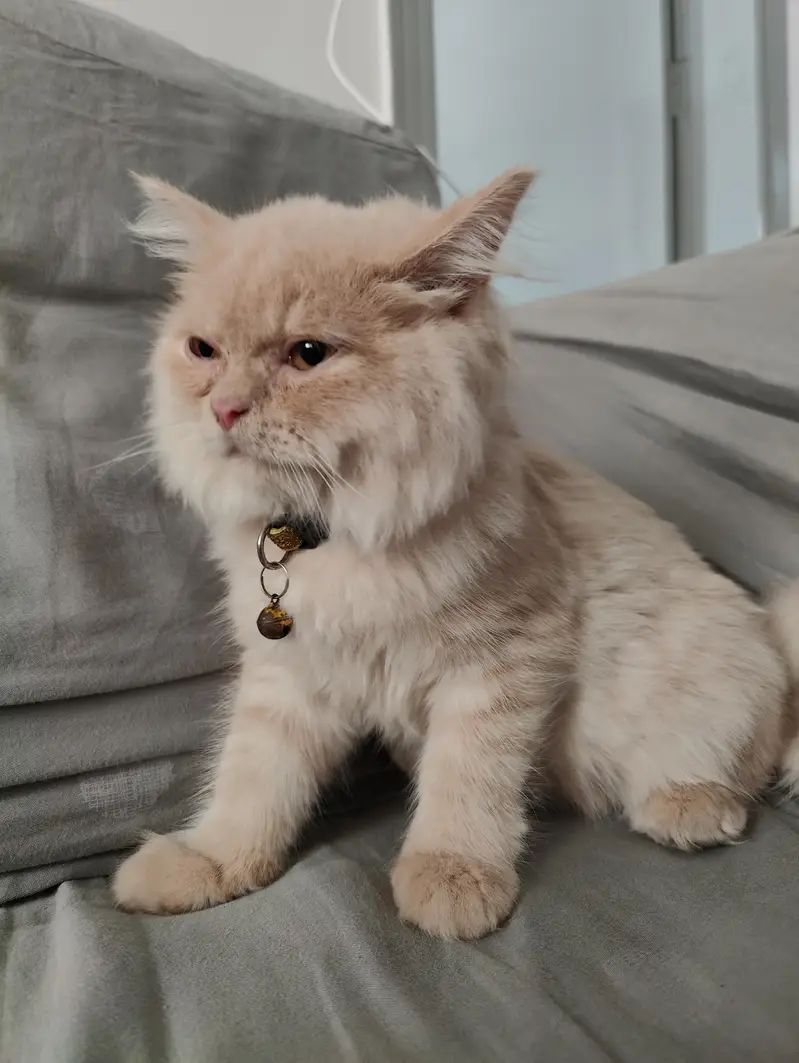 Female Doll Face Persian Kitten – Cream & Fluffy — photo 3