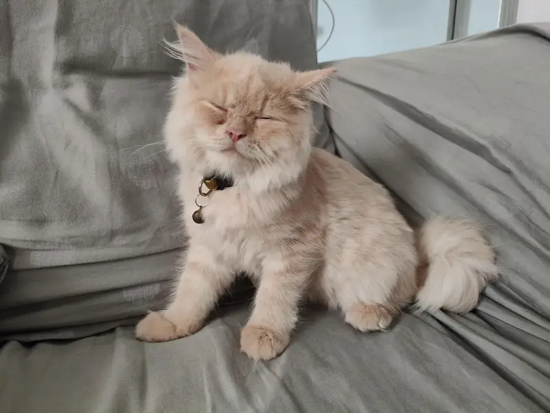 Female Doll Face Persian Kitten – Cream & Fluffy — photo 4