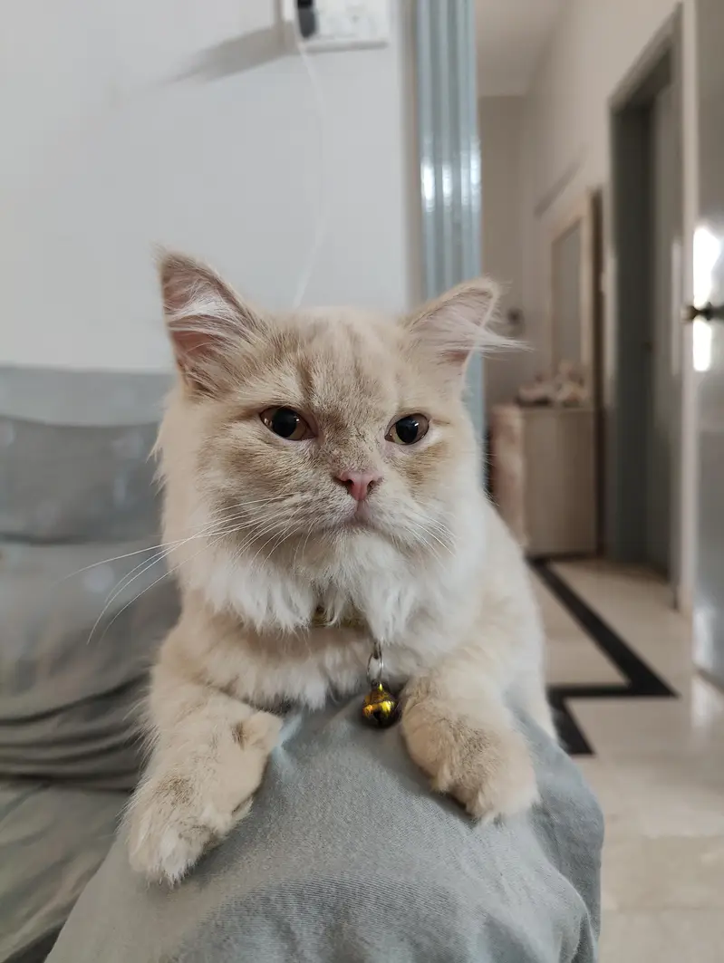Female Doll Face Persian Kitten – Cream & Fluffy — photo 6