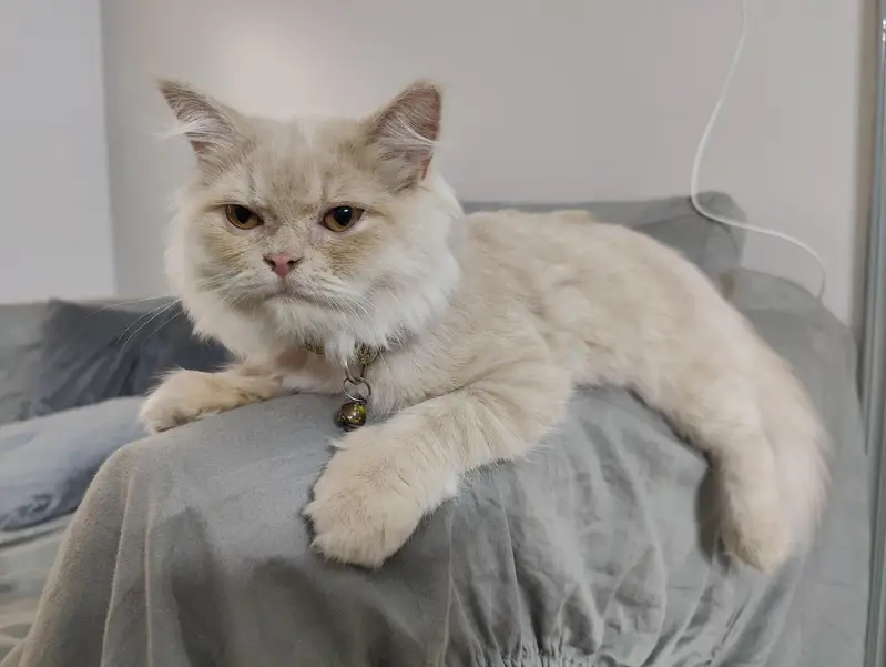 Female Doll Face Persian Kitten – Cream & Fluffy — photo 7