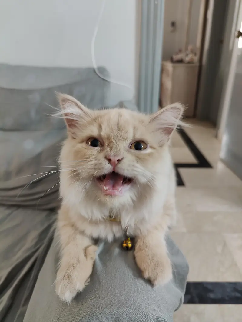Female Doll Face Persian Kitten – Cream & Fluffy — photo 8