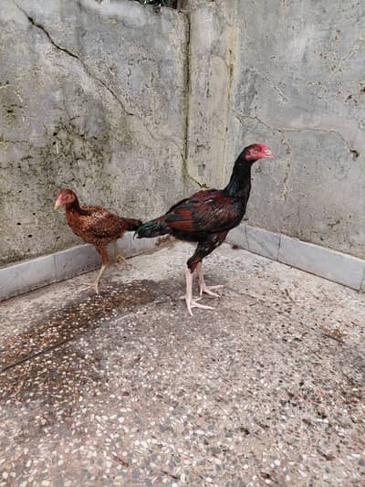 mianwaali aseel pair