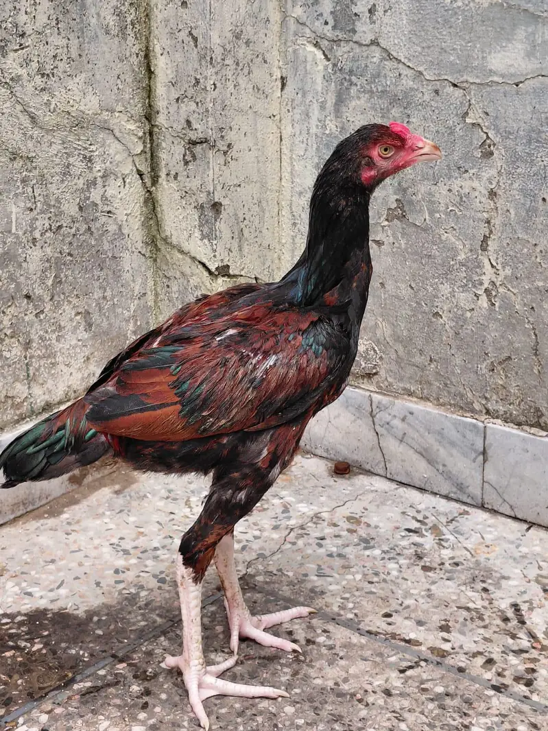 mianwaali aseel pair — photo 3