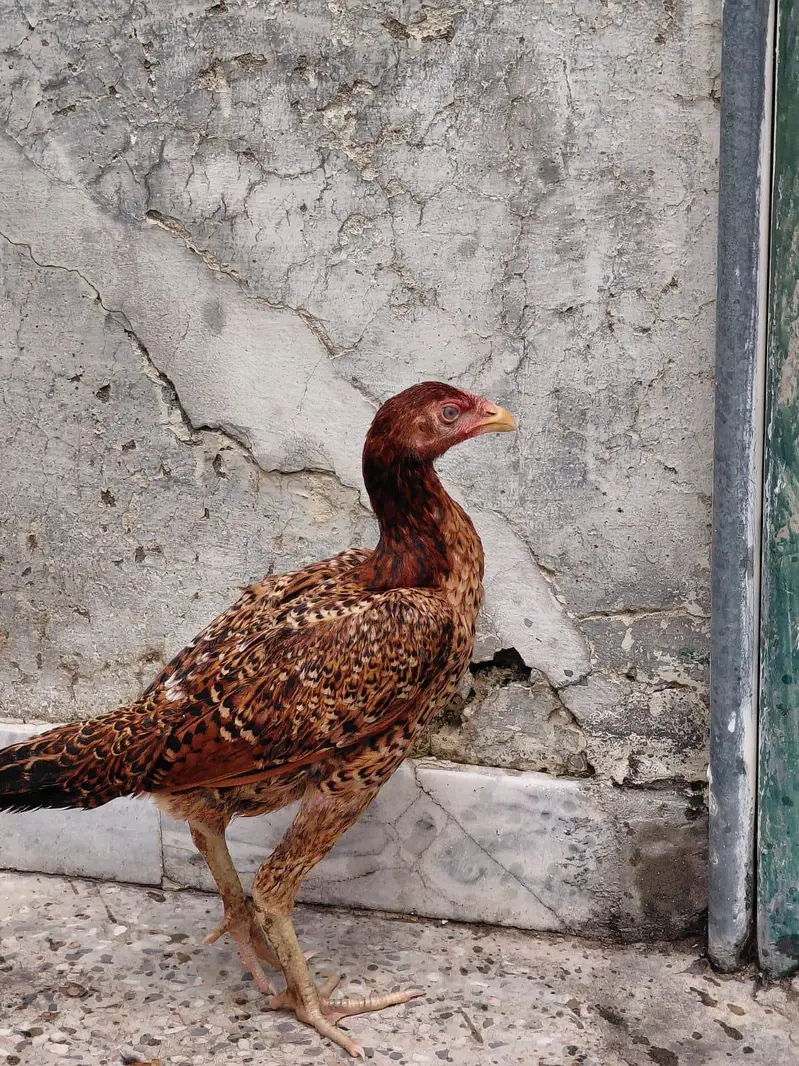 mianwaali aseel pair — photo 4