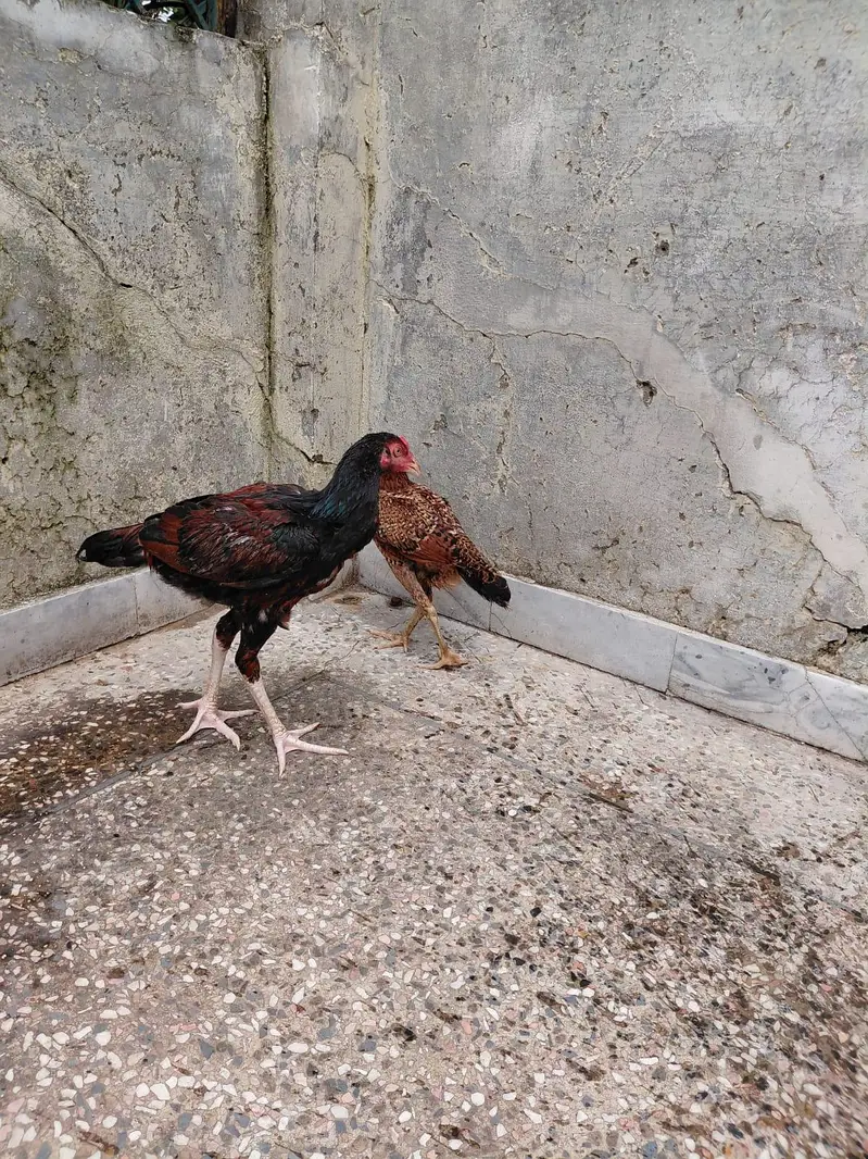 mianwaali aseel pair — photo 5