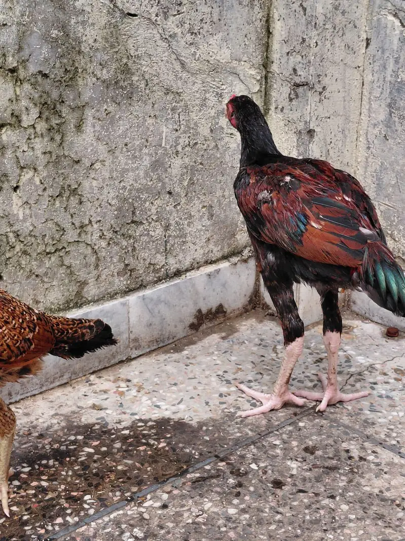 mianwaali aseel pair — photo 6
