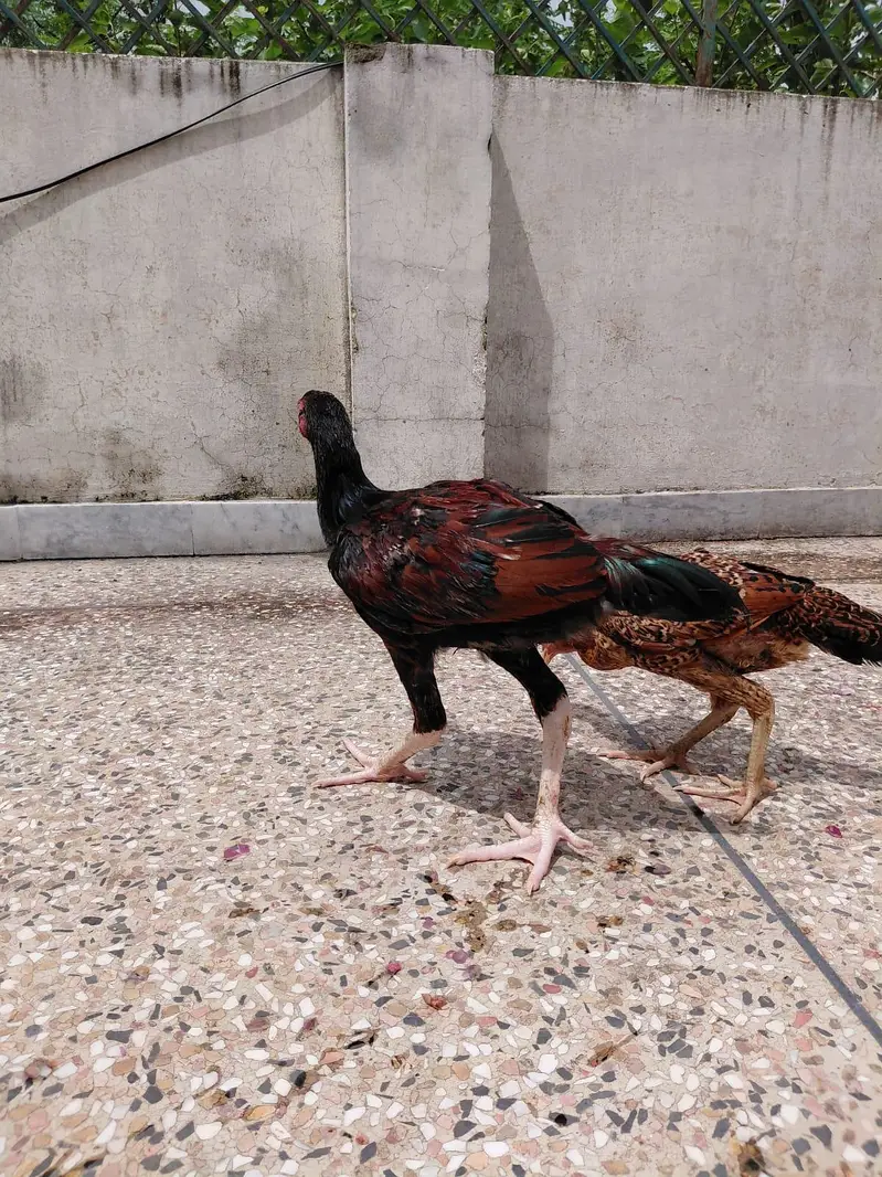 mianwaali aseel pair — photo 7
