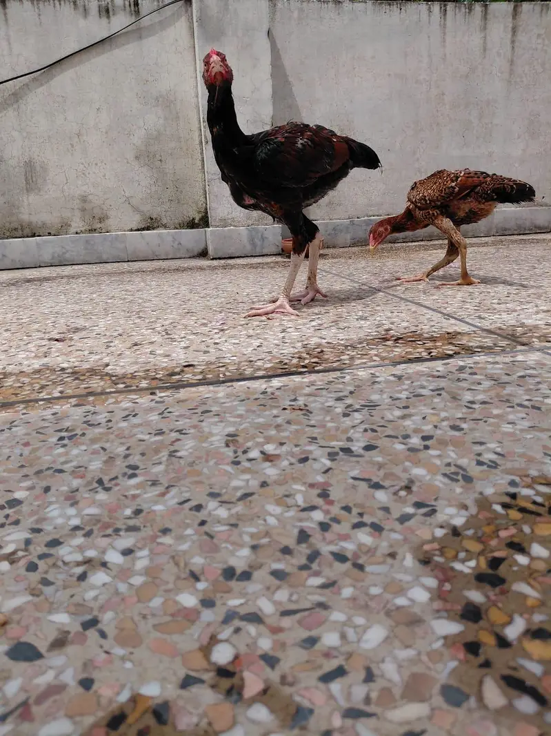 mianwaali aseel pair — photo 9