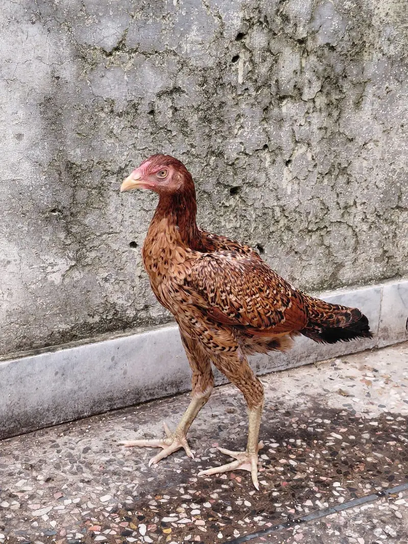 mianwaali aseel pair — photo 10