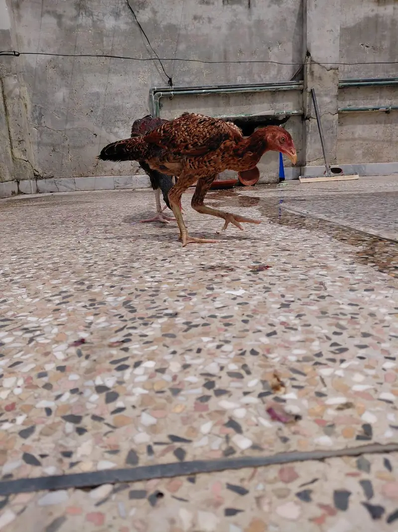 mianwaali aseel pair — photo 11