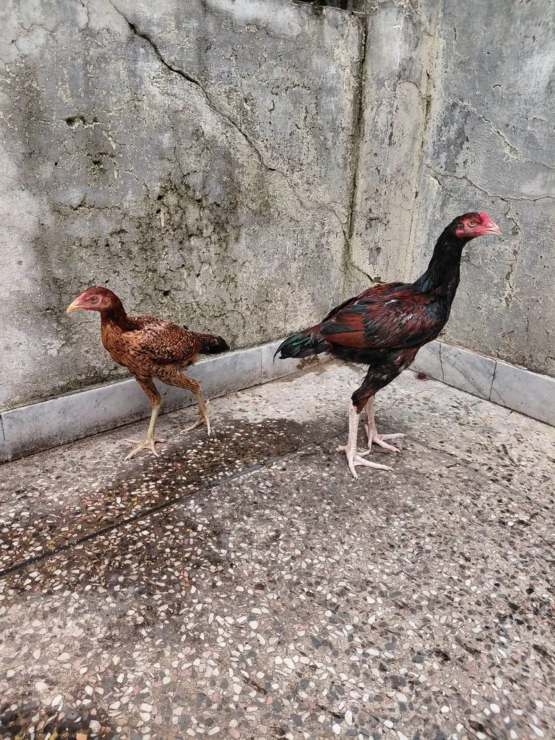 mianwaali aseel pair — photo 12