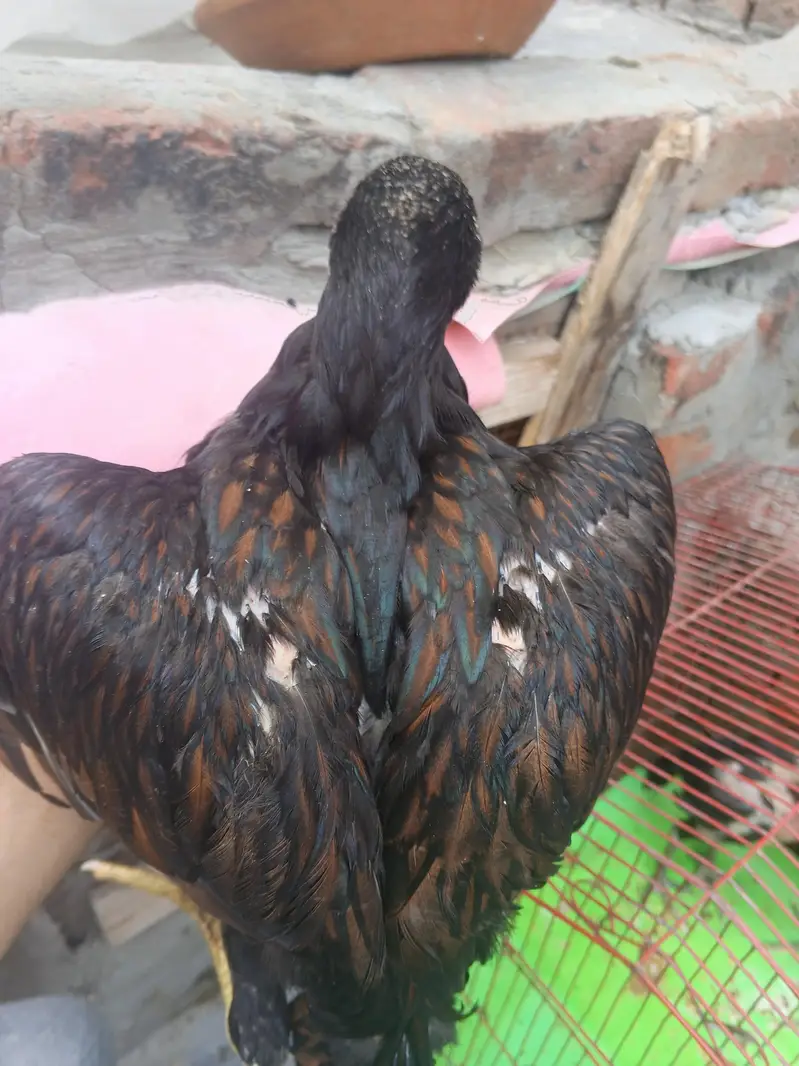 AK dragon 2 Thai  Kay ha — photo 10