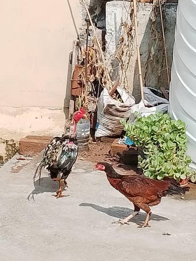 Aseel Breeder pair