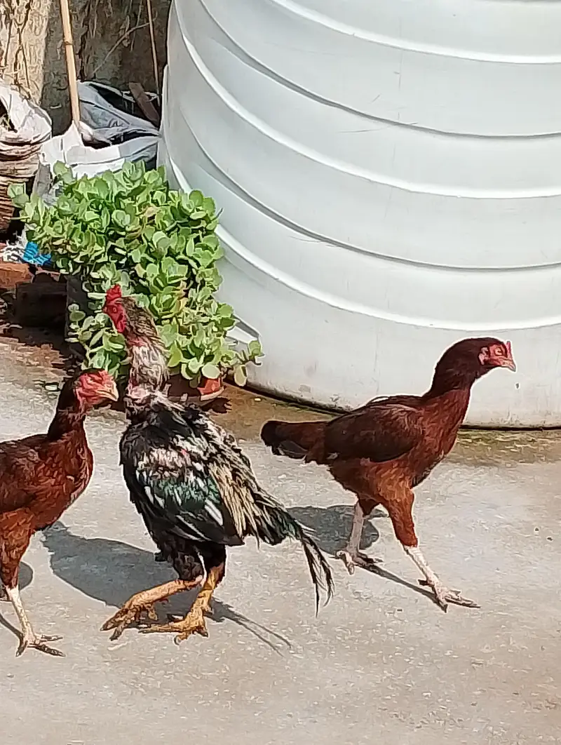 Aseel Breeder pair — photo 2