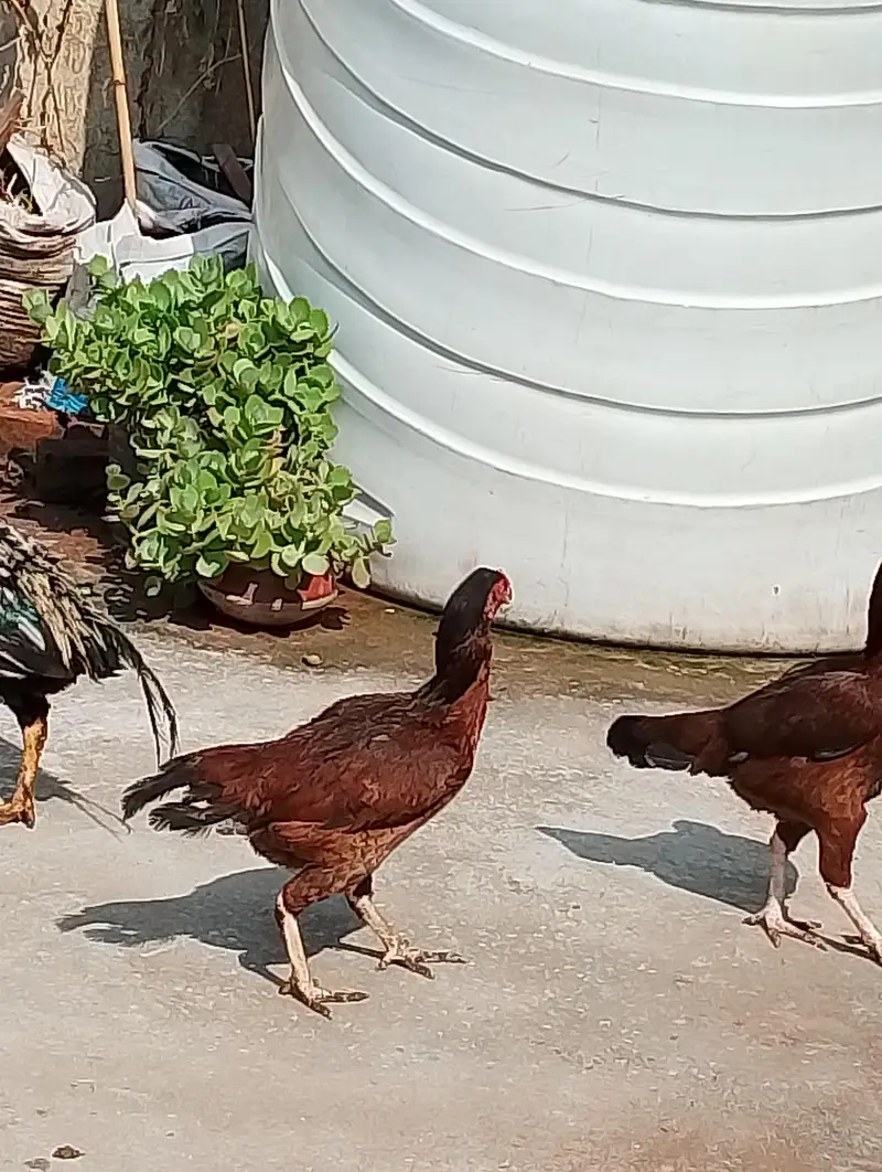 Aseel Breeder pair — photo 3
