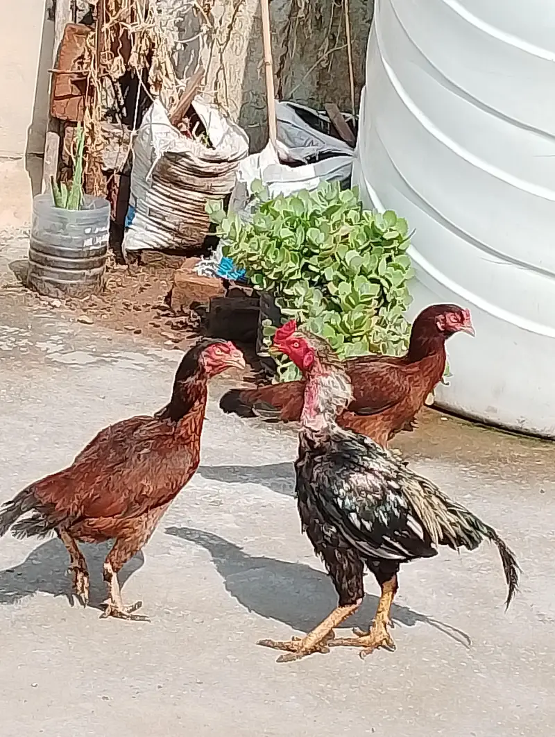 Aseel Breeder pair — photo 4