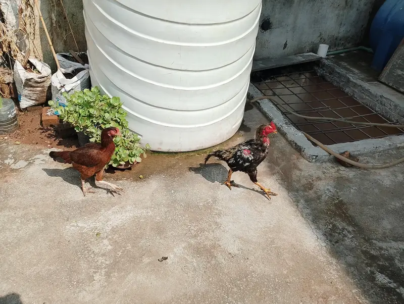 Aseel Breeder pair — photo 5