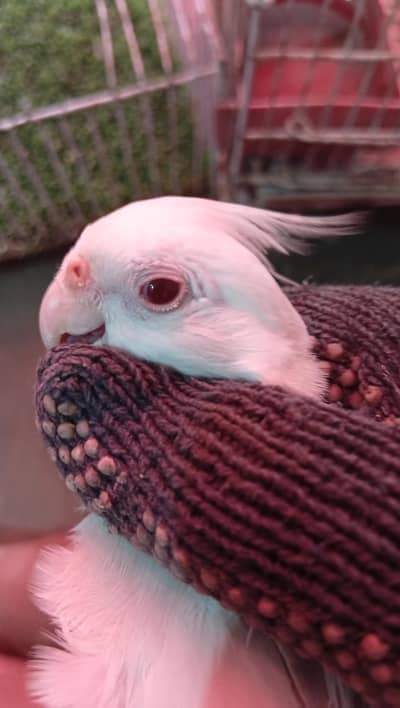 fellow cocktail